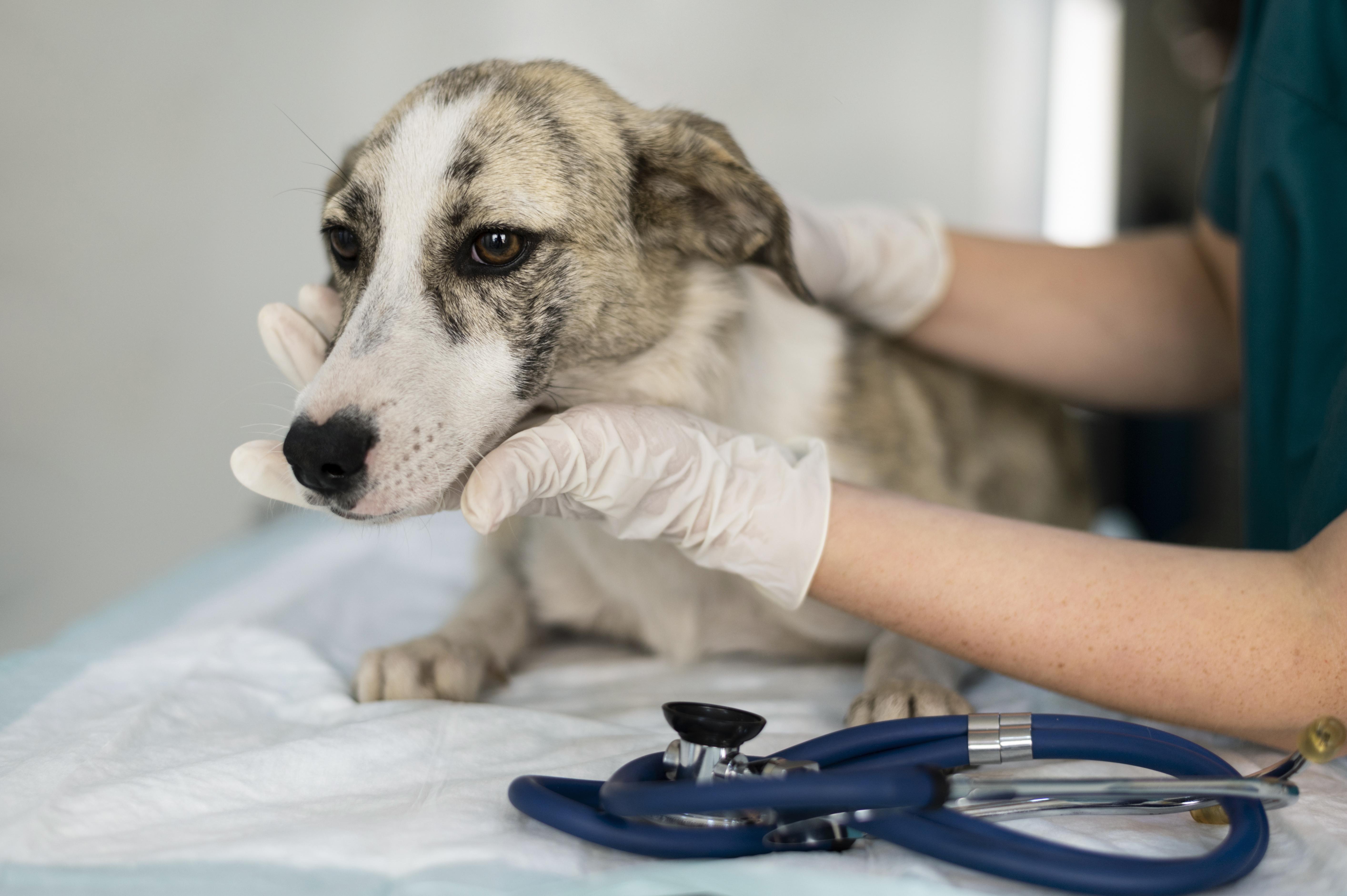 Cuidados pré e pós-operatórios de cães e gatos